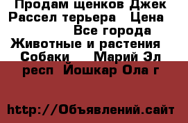 Продам щенков Джек Рассел терьера › Цена ­ 25 000 - Все города Животные и растения » Собаки   . Марий Эл респ.,Йошкар-Ола г.